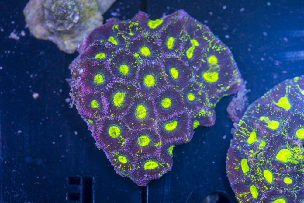 Goniastrea