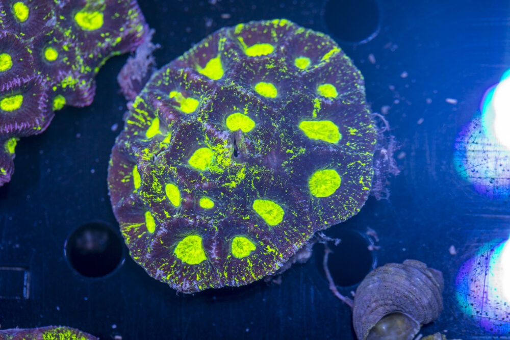 Goniastrea