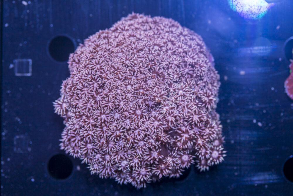 Goniopora