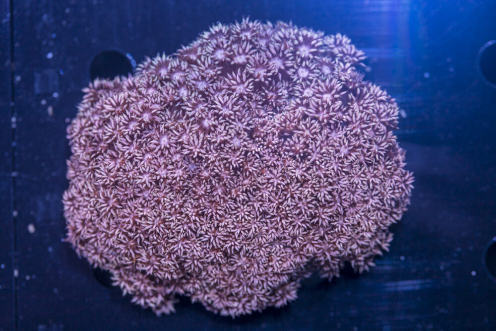 Goniopora