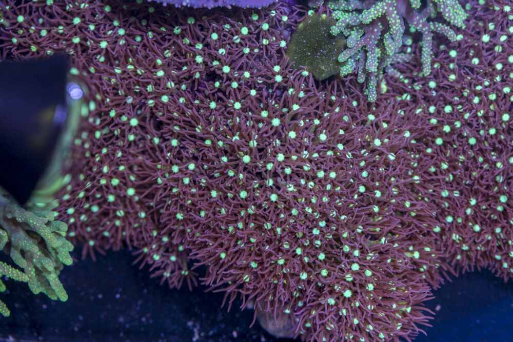 Star Polyp