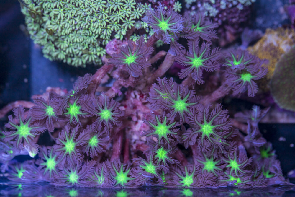 Clavularia