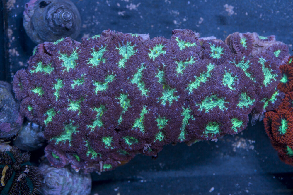 Blastomussa