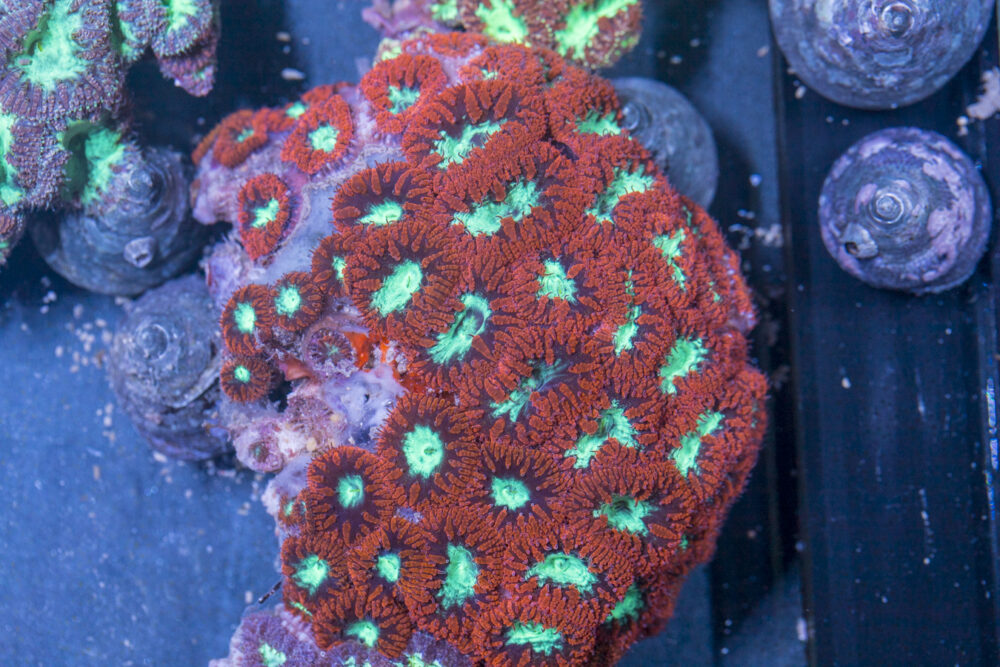 Blastomussa