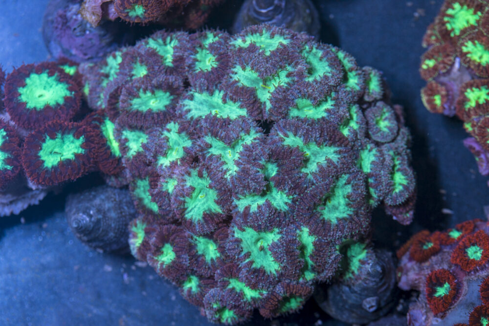 Blastomussa
