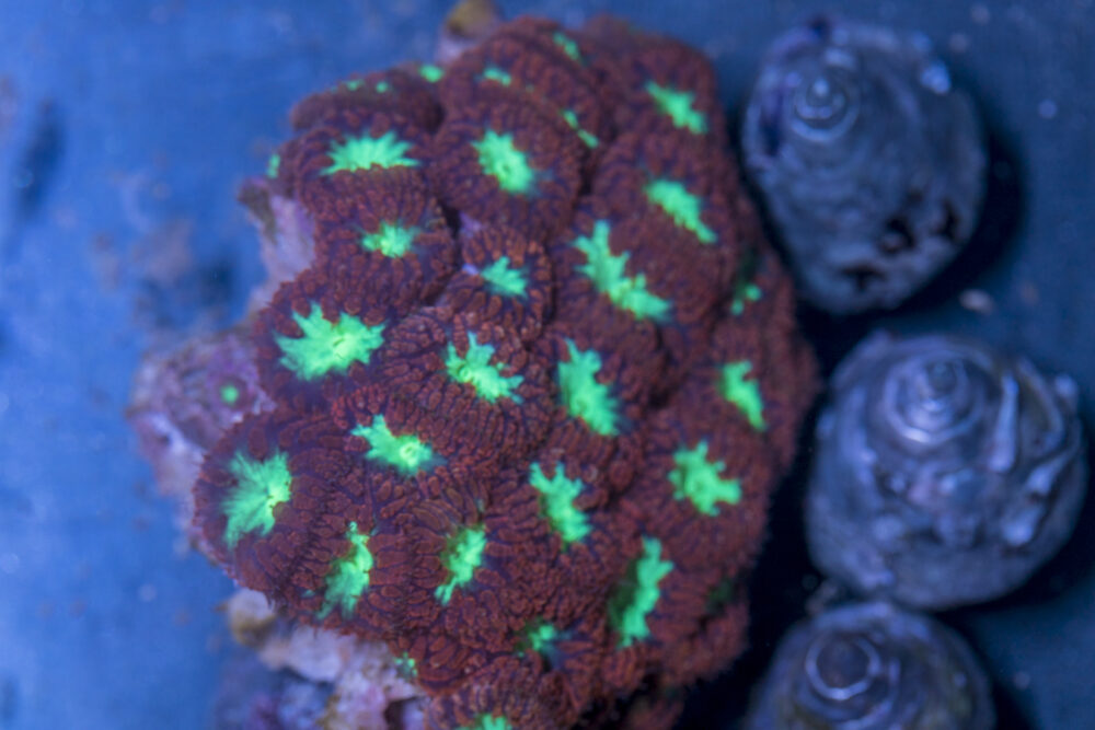 Blastomussa