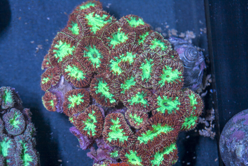 Blastomussa