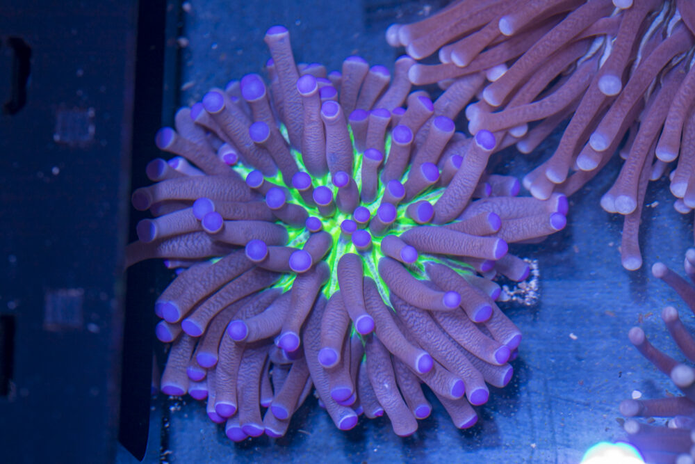 Heliofungia - Pink Tip