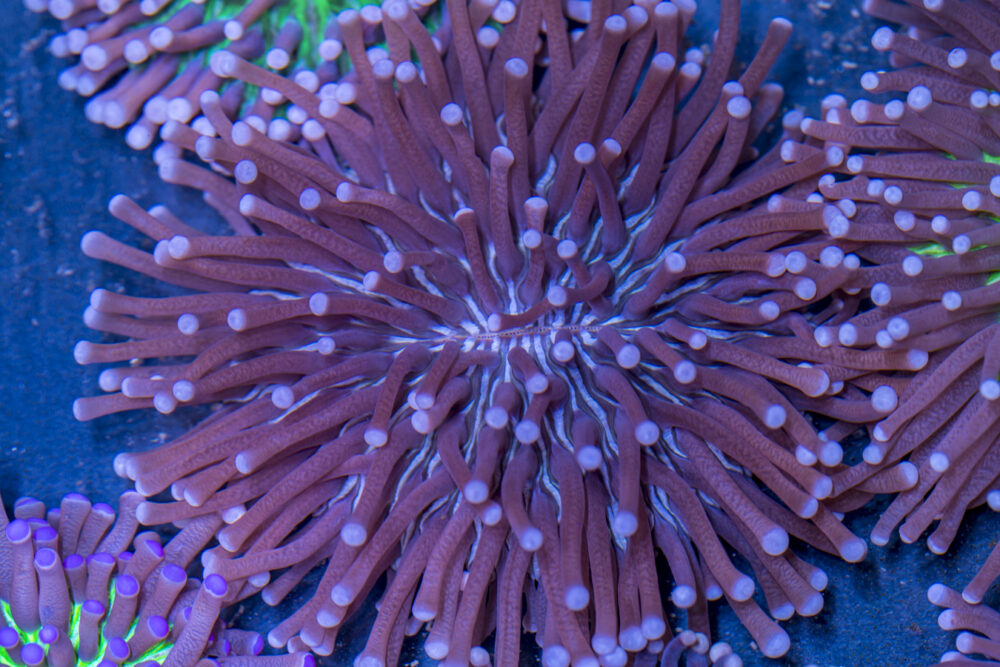 Heliofungia