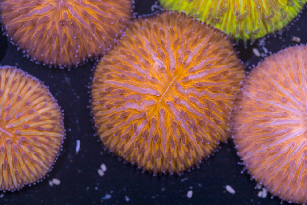 Fungia