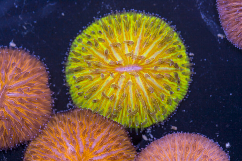 Fungia