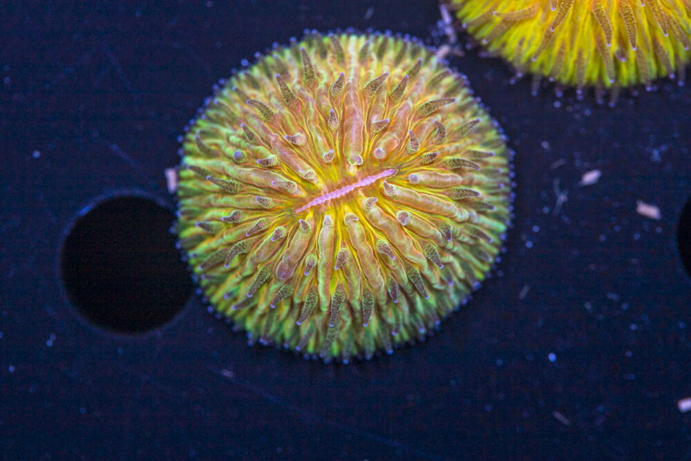 Fungia