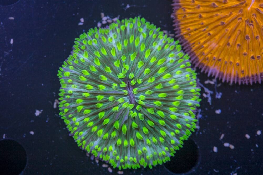 Fungia