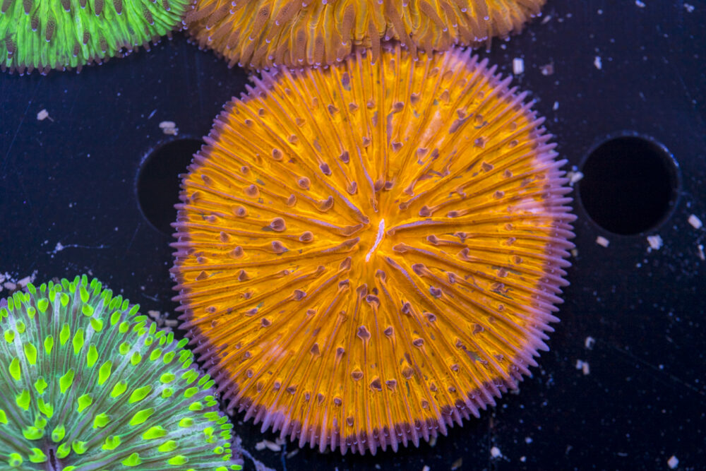 Fungia