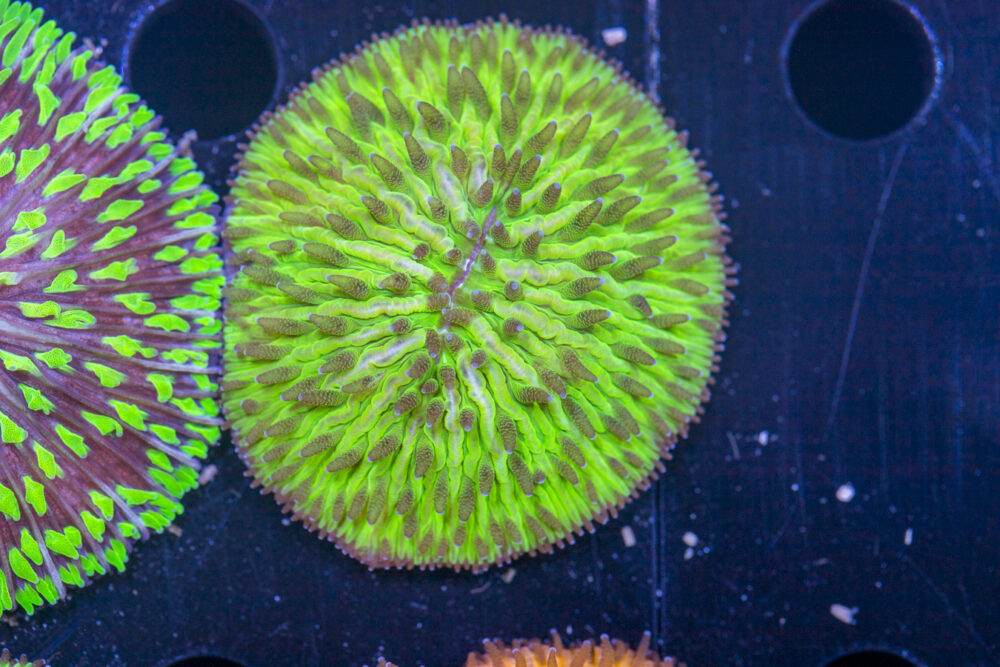Fungia