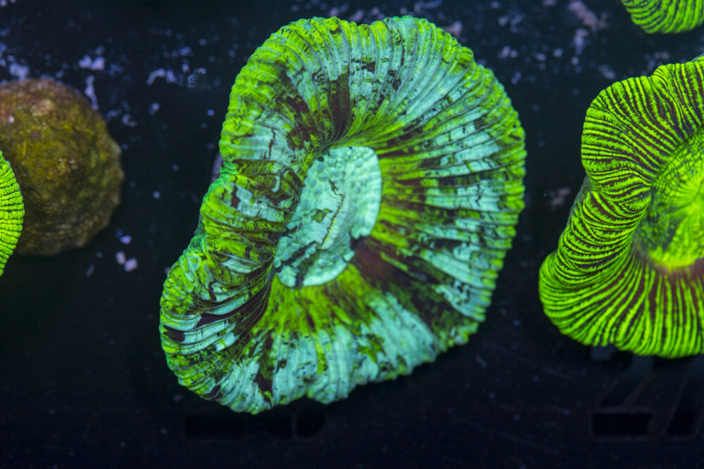 Trachyphyllia