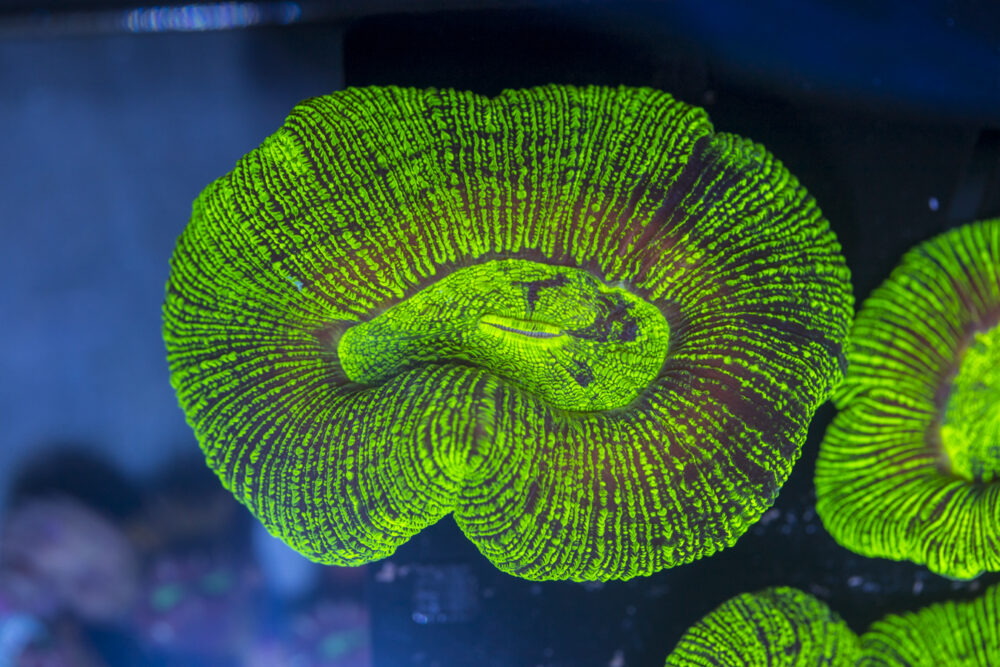 Trachyphyllia