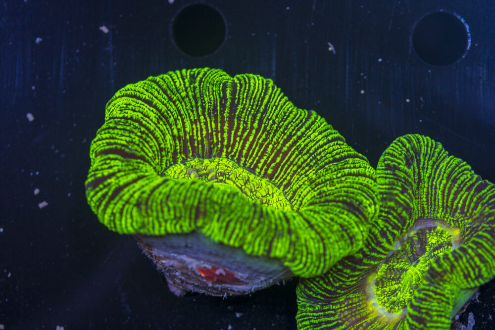 Trachyphyllia