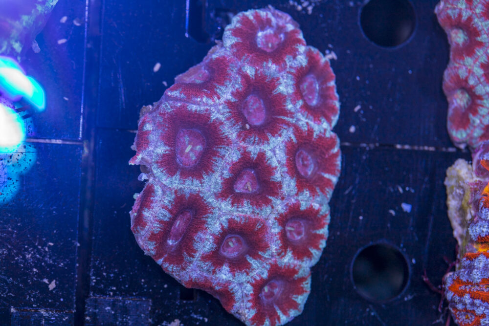Acan - Lord Howe