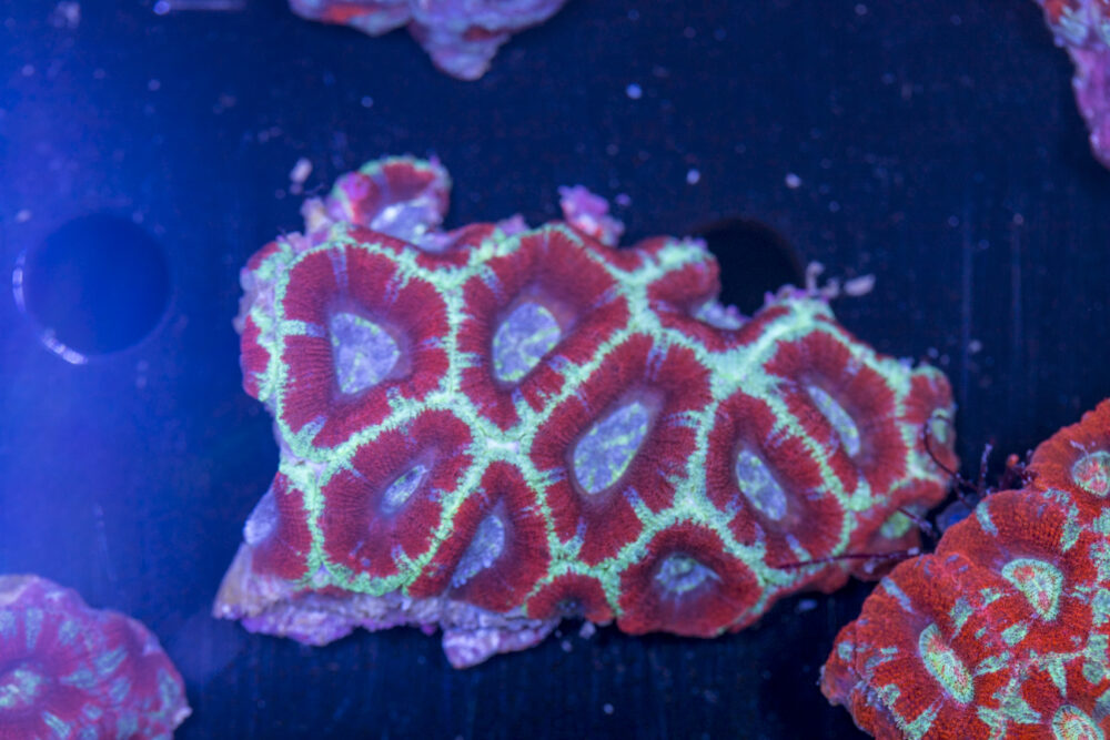 Acan - Lord Howe