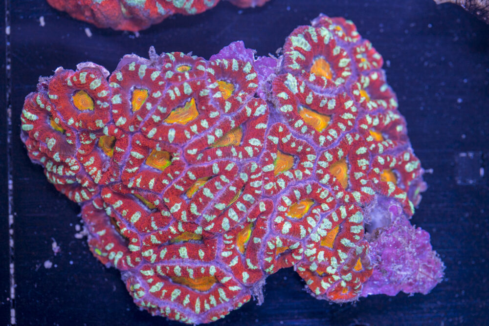 Acan - Lord Howe