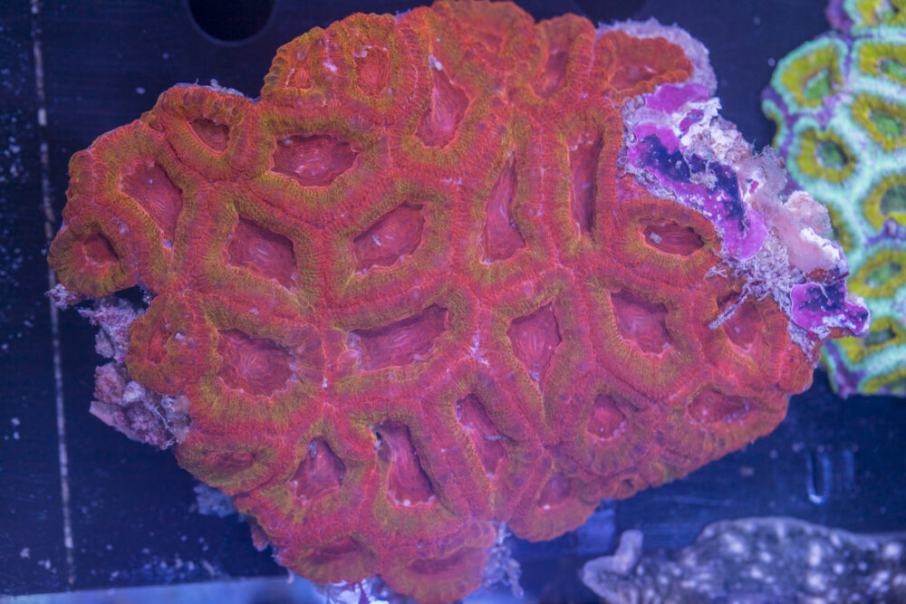 Acan - Lord Howe