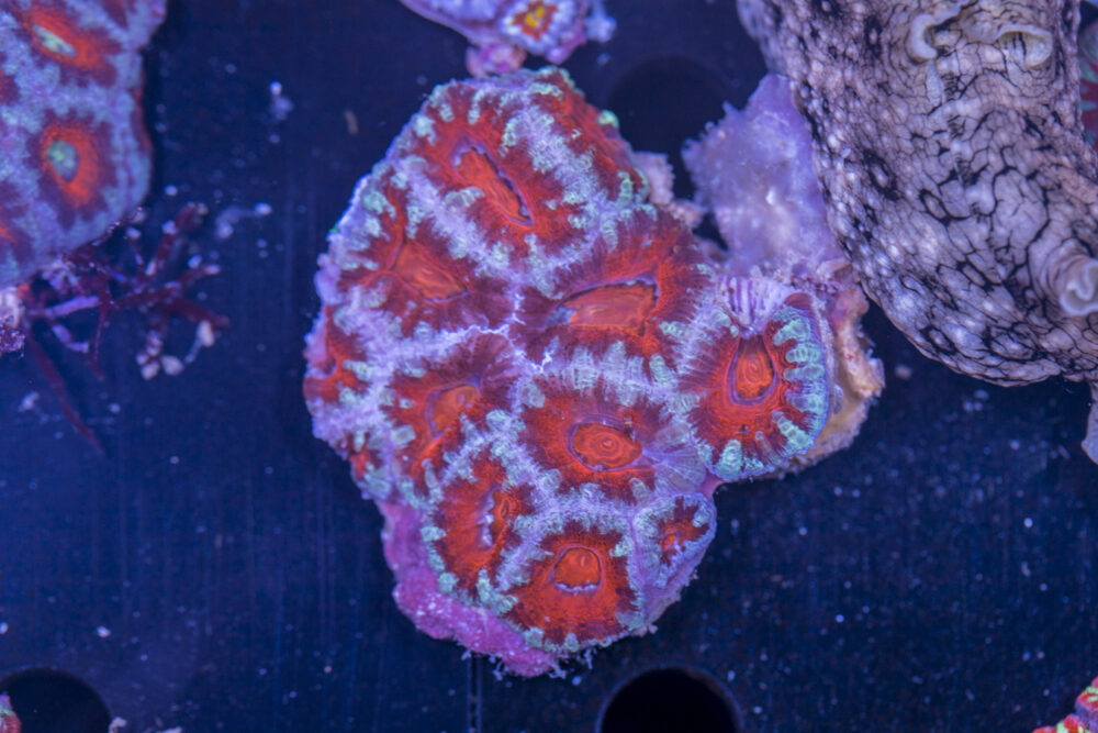 Acan - Lord Howe
