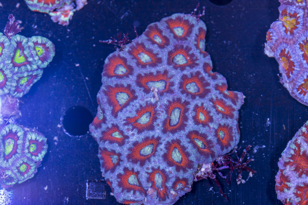 Acan - Lord Howe