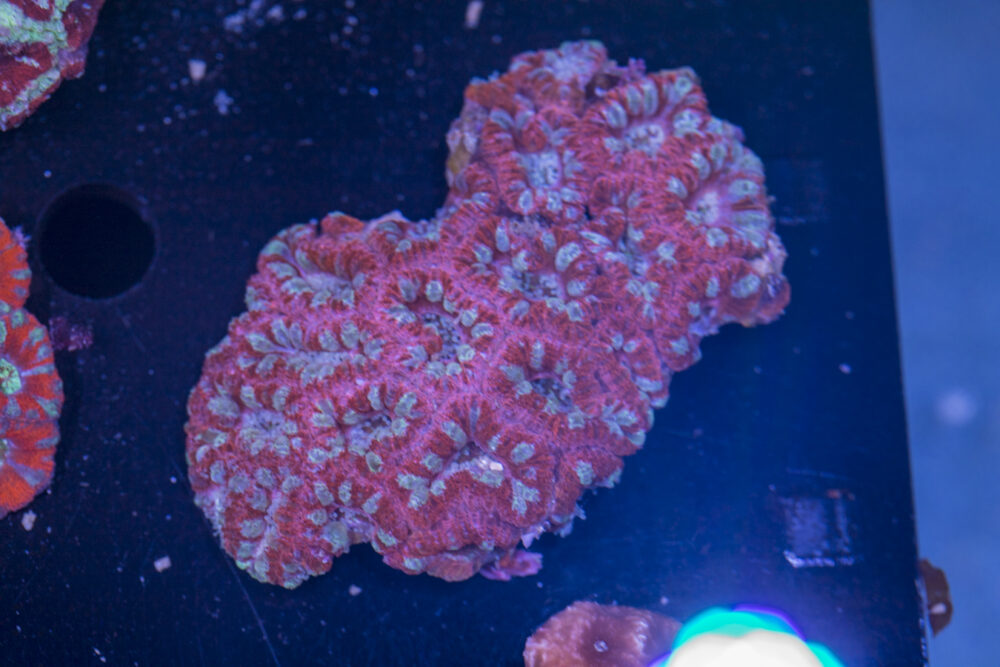 Acan - Lord Howe
