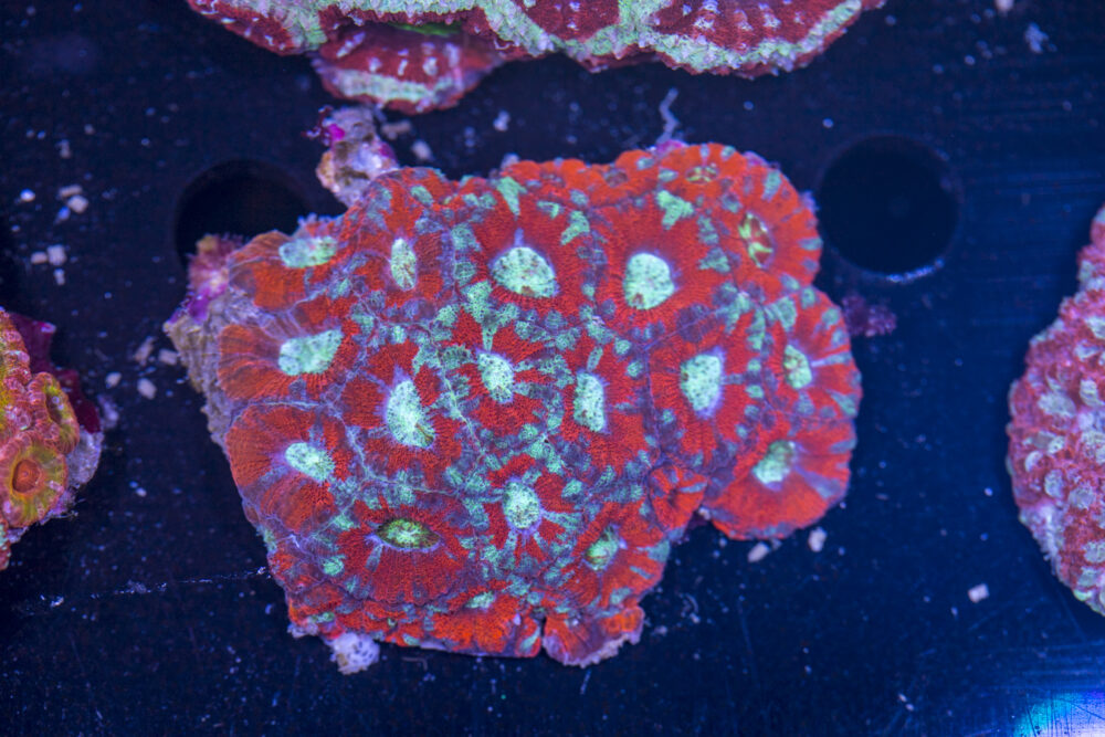 Acan - Lord Howe