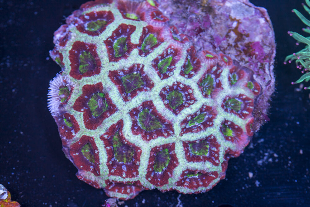 Acan - Lord Howe