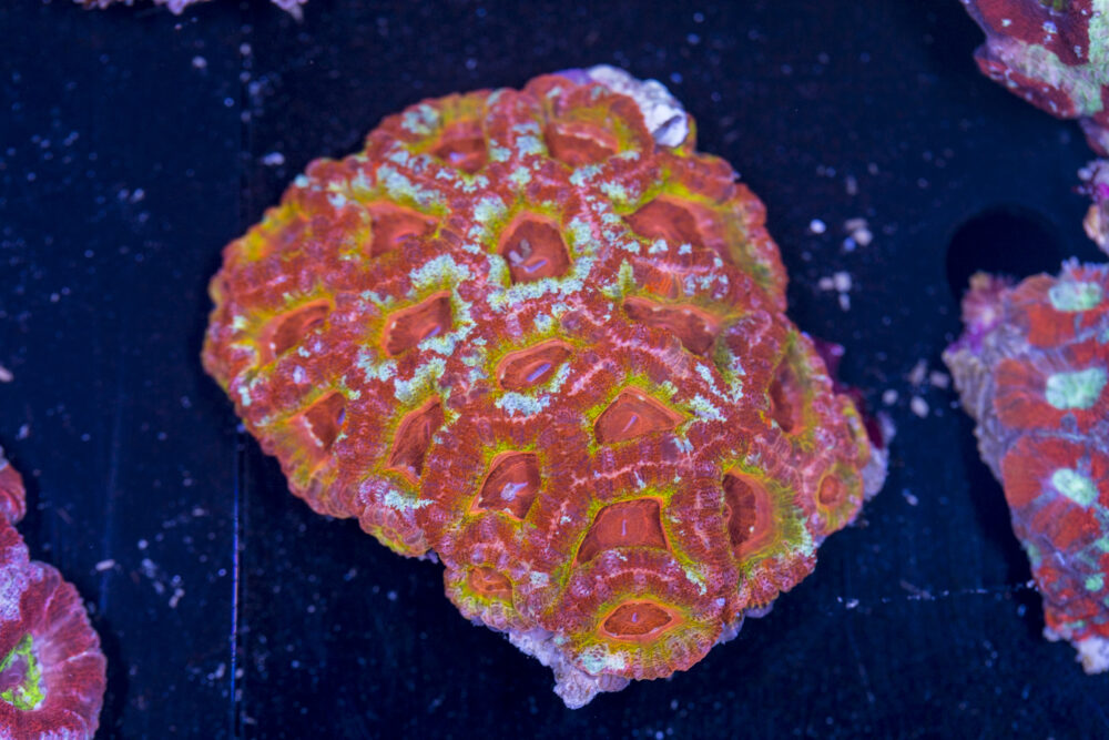 Acan - Lord Howe