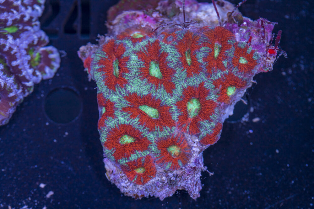Acan - Lord Howe