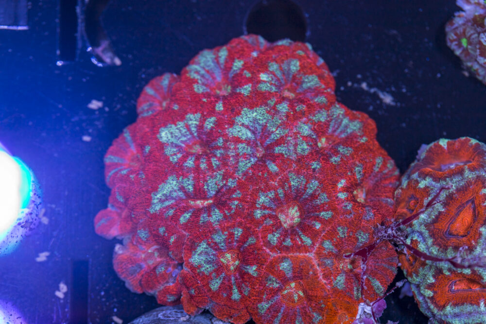 Acan - Lord Howe