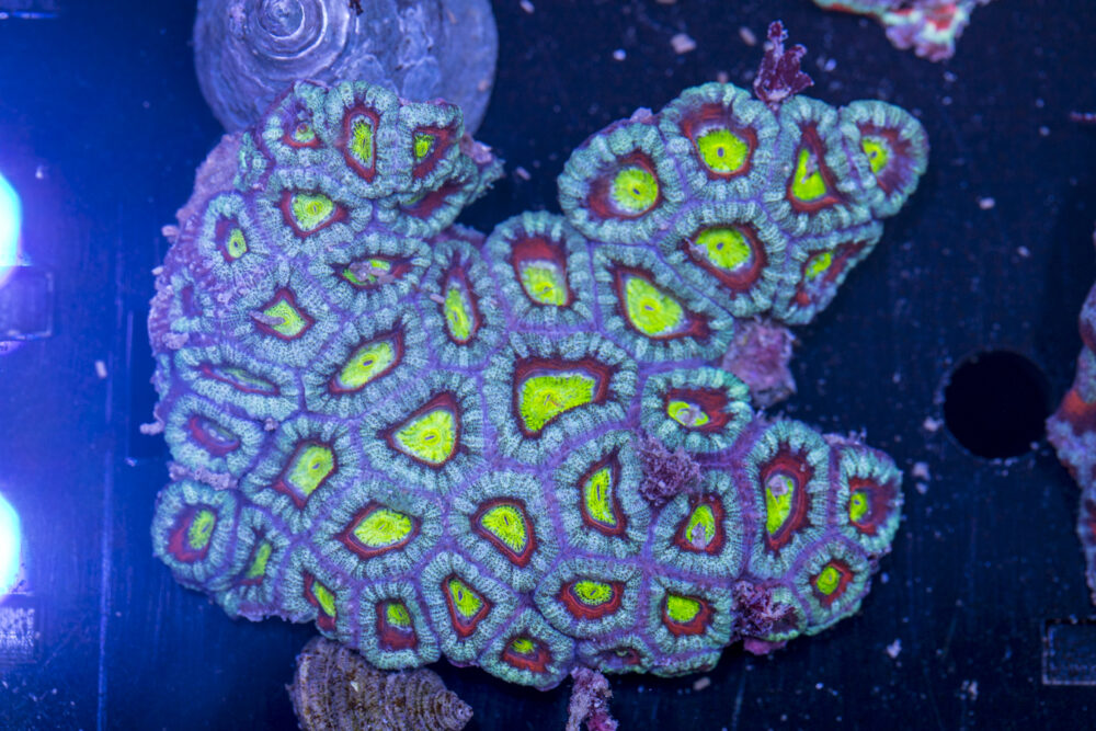 Acan - Lord Howe
