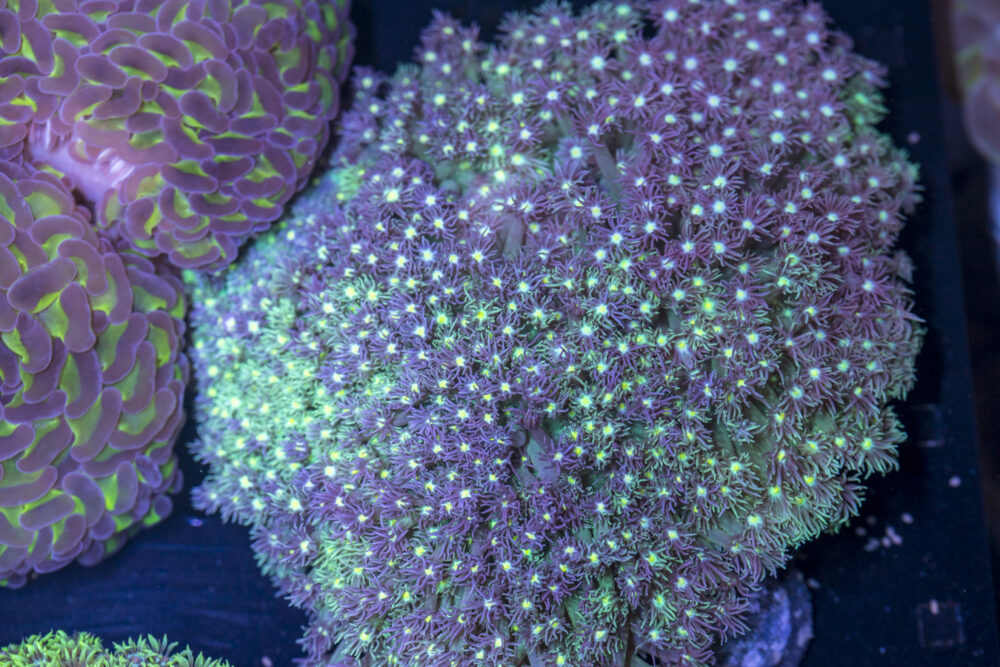 Goniopora