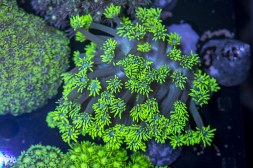 Goniopora
