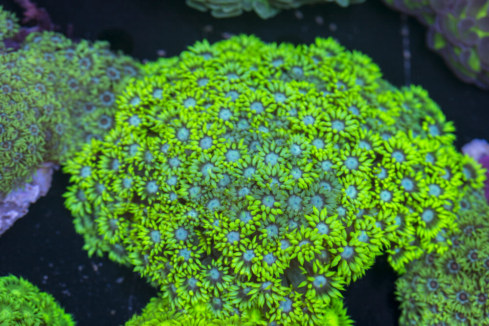 Goniopora
