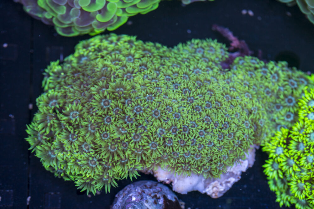Goniopora