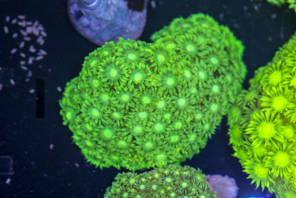 Goniopora