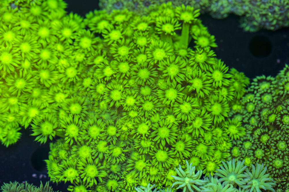 Goniopora