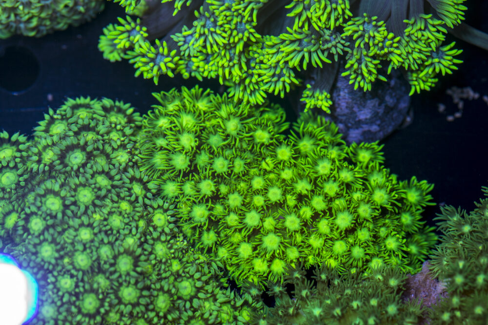 Goniopora