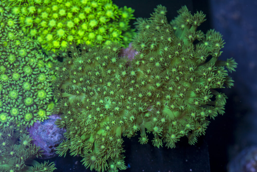 Goniopora