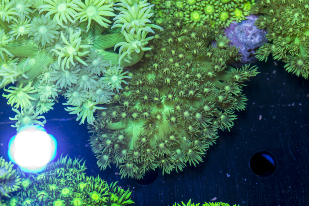 Goniopora