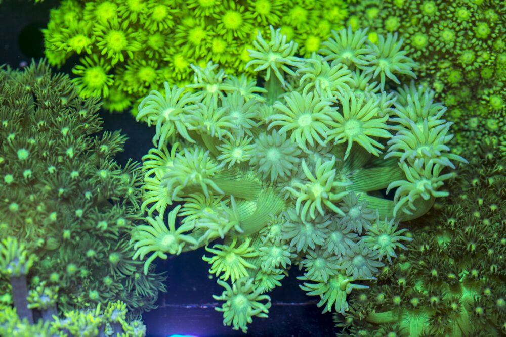 Goniopora