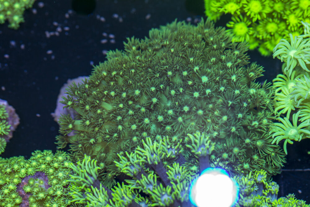 Goniopora