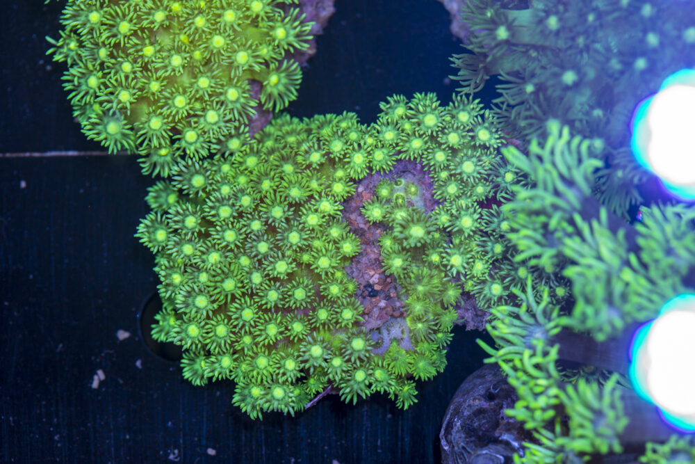 Goniopora