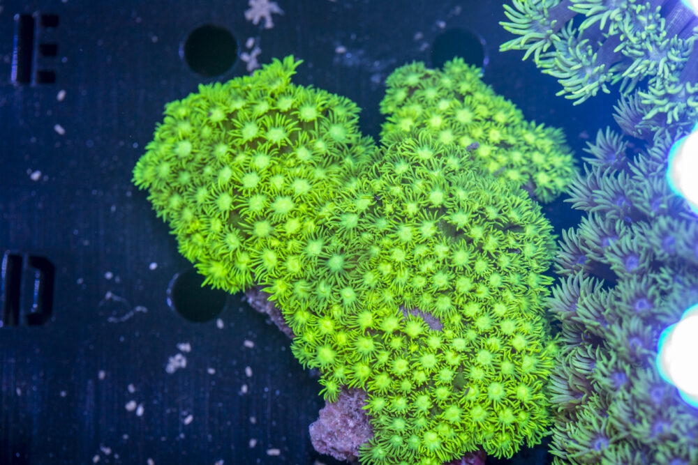 Goniopora