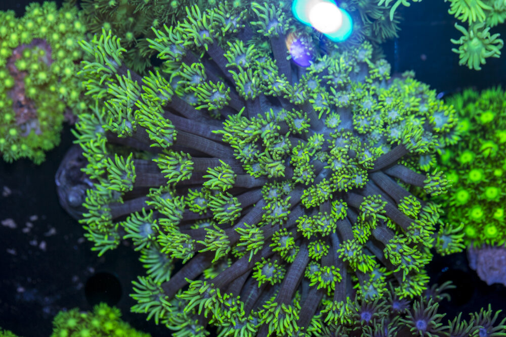 Goniopora