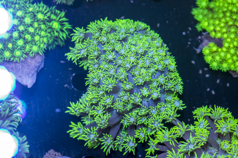 Goniopora